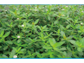 健康肥水、水草合理種植和養(yǎng)護(hù)